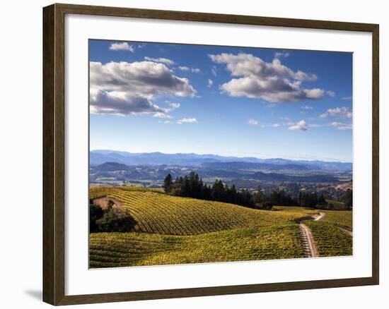 Healdsberg, Sonoma County, California: Vineyard at Sunset.-Ian Shive-Framed Photographic Print