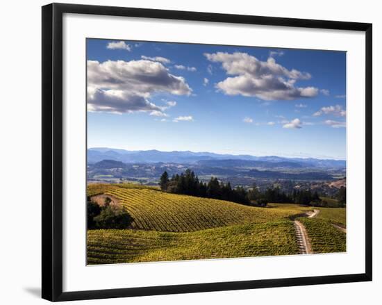 Healdsberg, Sonoma County, California: Vineyard at Sunset.-Ian Shive-Framed Photographic Print