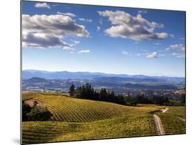 Healdsberg, Sonoma County, California: Vineyard at Sunset.-Ian Shive-Mounted Photographic Print