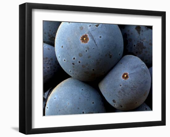 Healdsberg, Sonoma County, California, Vineyards-Ian Shive-Framed Photographic Print