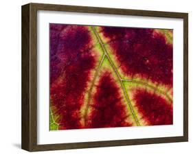 Healdsburg, California:-Ian Shive-Framed Photographic Print