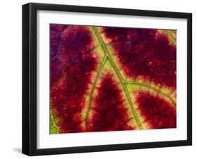 Healdsburg, California:-Ian Shive-Framed Photographic Print