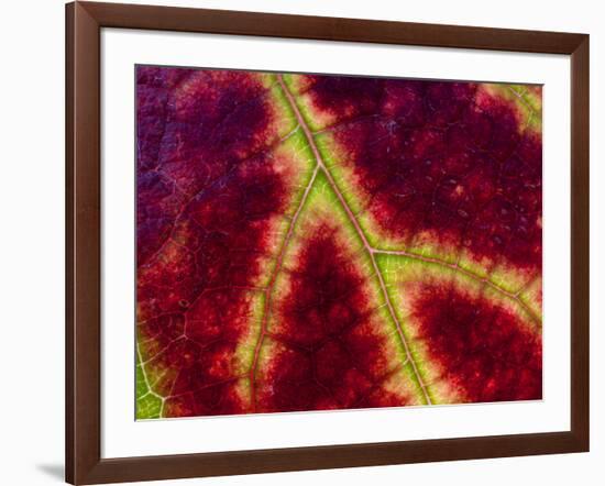 Healdsburg, California:-Ian Shive-Framed Photographic Print