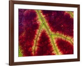 Healdsburg, California:-Ian Shive-Framed Photographic Print