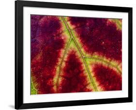 Healdsburg, California:-Ian Shive-Framed Photographic Print