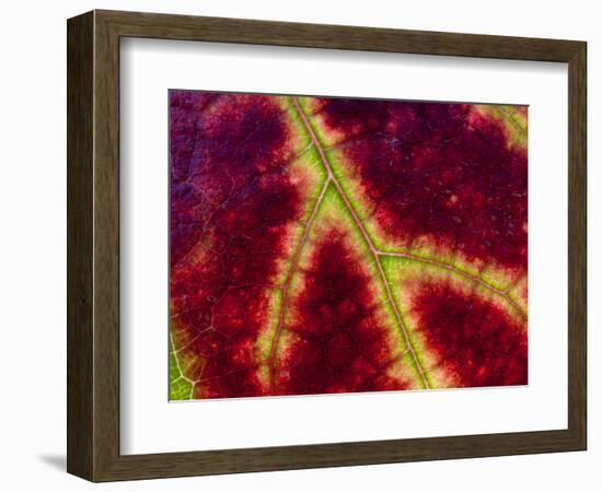 Healdsburg, California:-Ian Shive-Framed Photographic Print