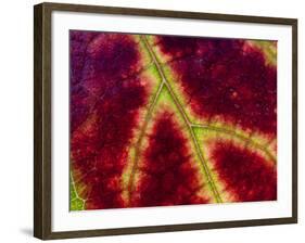 Healdsburg, California:-Ian Shive-Framed Photographic Print