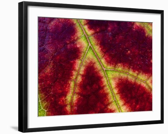 Healdsburg, California:-Ian Shive-Framed Photographic Print