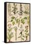 Healing Plants 1904 Pl.2-Anna Fischer-Duckelmann-Framed Stretched Canvas