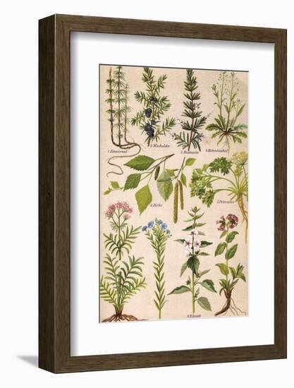 Healing Plants 1904 Pl.2-Anna Fischer-Duckelmann-Framed Photographic Print