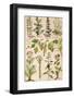 Healing Plants 1904 Pl.2-Anna Fischer-Duckelmann-Framed Photographic Print