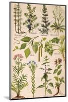 Healing Plants 1904 Pl.2-Anna Fischer-Duckelmann-Mounted Photographic Print