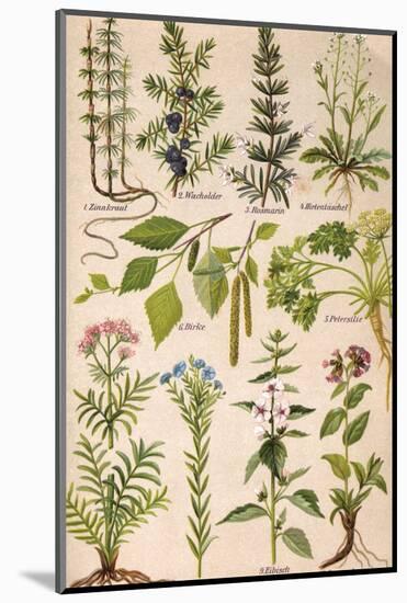 Healing Plants 1904 Pl.2-Anna Fischer-Duckelmann-Mounted Photographic Print