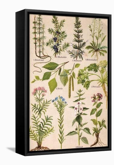 Healing Plants 1904 Pl.2-Anna Fischer-Duckelmann-Framed Stretched Canvas