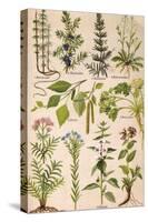 Healing Plants 1904 Pl.2-Anna Fischer-Duckelmann-Stretched Canvas