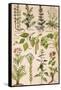 Healing Plants 1904 Pl.2-Anna Fischer-Duckelmann-Framed Stretched Canvas