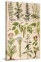 Healing Plants 1904 Pl.2-Anna Fischer-Duckelmann-Stretched Canvas