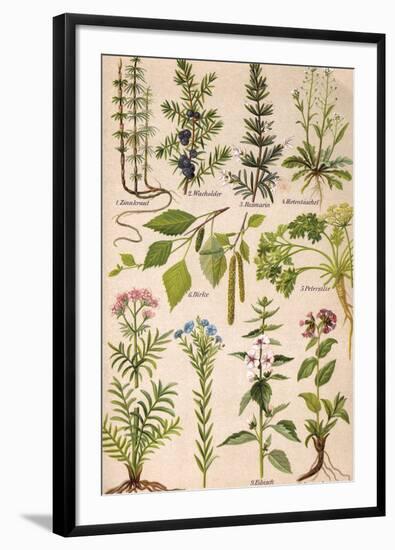 Healing Plants 1904 Pl.2-Anna Fischer-Duckelmann-Framed Photographic Print