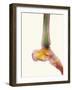 Healthy Ankle, X-ray-Science Photo Library-Framed Photographic Print