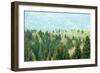 Healthy, Colorful Coniferous and Deciduous Forest-zlikovec-Framed Photographic Print