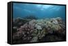 Healthy Corals Cover a Reef in Beqa Lagoon, Fiji-Stocktrek Images-Framed Stretched Canvas