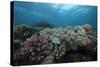 Healthy Corals Cover a Reef in Beqa Lagoon, Fiji-Stocktrek Images-Stretched Canvas