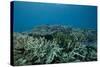 Healthy Corals Cover a Reef in Beqa Lagoon, Fiji-Stocktrek Images-Stretched Canvas