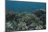 Healthy Corals Cover a Reef in Beqa Lagoon, Fiji-Stocktrek Images-Mounted Photographic Print