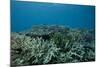 Healthy Corals Cover a Reef in Beqa Lagoon, Fiji-Stocktrek Images-Mounted Photographic Print