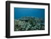 Healthy Corals Cover a Reef in Beqa Lagoon, Fiji-Stocktrek Images-Framed Photographic Print