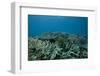 Healthy Corals Cover a Reef in Beqa Lagoon, Fiji-Stocktrek Images-Framed Photographic Print