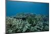 Healthy Corals Cover a Reef in Beqa Lagoon, Fiji-Stocktrek Images-Mounted Photographic Print