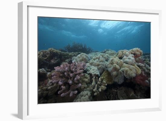 Healthy Corals Cover a Reef in Beqa Lagoon, Fiji-Stocktrek Images-Framed Photographic Print