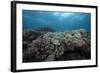 Healthy Corals Cover a Reef in Beqa Lagoon, Fiji-Stocktrek Images-Framed Photographic Print