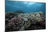 Healthy Corals Cover a Reef in Beqa Lagoon, Fiji-Stocktrek Images-Mounted Photographic Print
