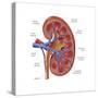 Healthy Kidney, Illustration-Monica Schroeder-Stretched Canvas