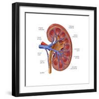 Healthy Kidney, Illustration-Monica Schroeder-Framed Art Print