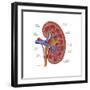 Healthy Kidney, Illustration-Monica Schroeder-Framed Art Print