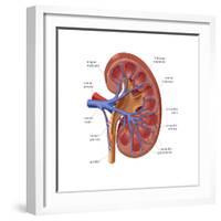 Healthy Kidney, Illustration-Monica Schroeder-Framed Art Print