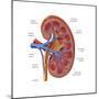 Healthy Kidney, Illustration-Monica Schroeder-Mounted Art Print