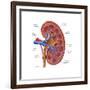 Healthy Kidney, Illustration-Monica Schroeder-Framed Art Print