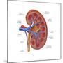 Healthy Kidney, Illustration-Monica Schroeder-Mounted Art Print