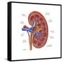 Healthy Kidney, Illustration-Monica Schroeder-Framed Stretched Canvas