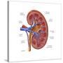 Healthy Kidney, Illustration-Monica Schroeder-Stretched Canvas