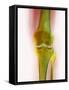 Healthy Knee, X-ray-Science Photo Library-Framed Stretched Canvas