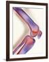 Healthy Knee, X-ray-Science Photo Library-Framed Photographic Print