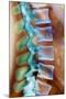 Healthy Lower Spine, X-ray-Science Photo Library-Mounted Premium Photographic Print