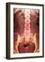 Healthy Lower Spine, X-ray-Du Cane Medical-Framed Photographic Print
