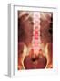 Healthy Lower Spine, X-ray-Du Cane Medical-Framed Photographic Print