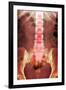 Healthy Lower Spine, X-ray-Du Cane Medical-Framed Photographic Print